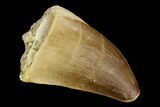 Mosasaur (Prognathodon) Tooth - Morocco #118941-1